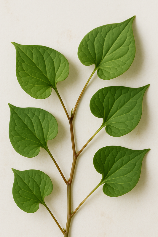 Heartleaf (Houttuynia Cordata) extract ingredient coreean pentru calmarea pielii sensibile și acneice
