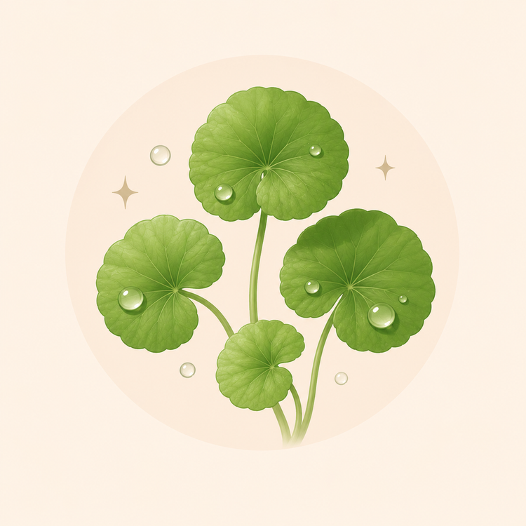 Centella Asiaticǎ